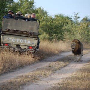 December Safari