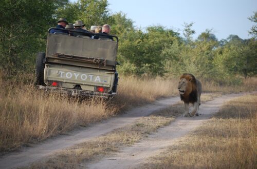 December Safari