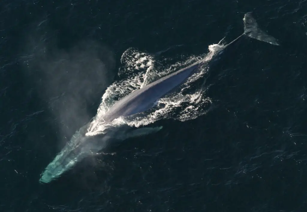 Whale watching in Hawaii