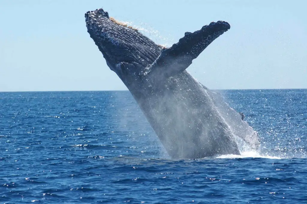 Whale watching in Hawaii