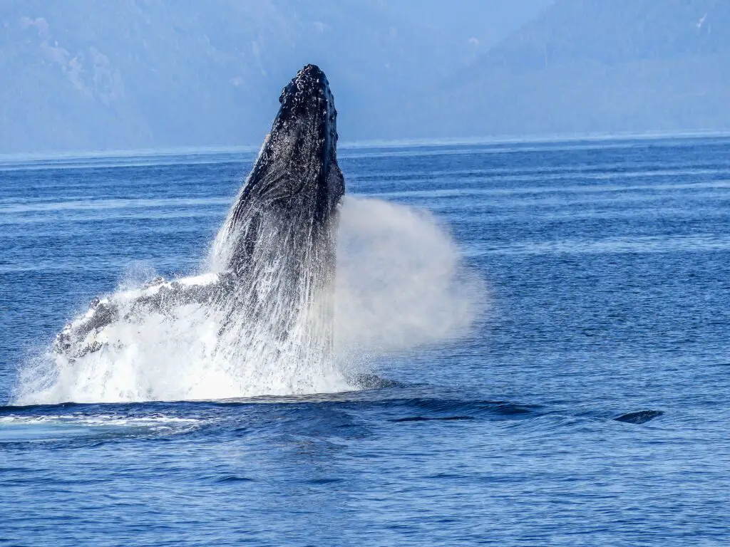 Whale watching in Hawaii