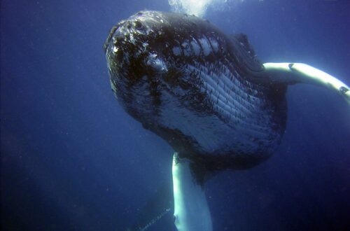 Whale watching in hawaii