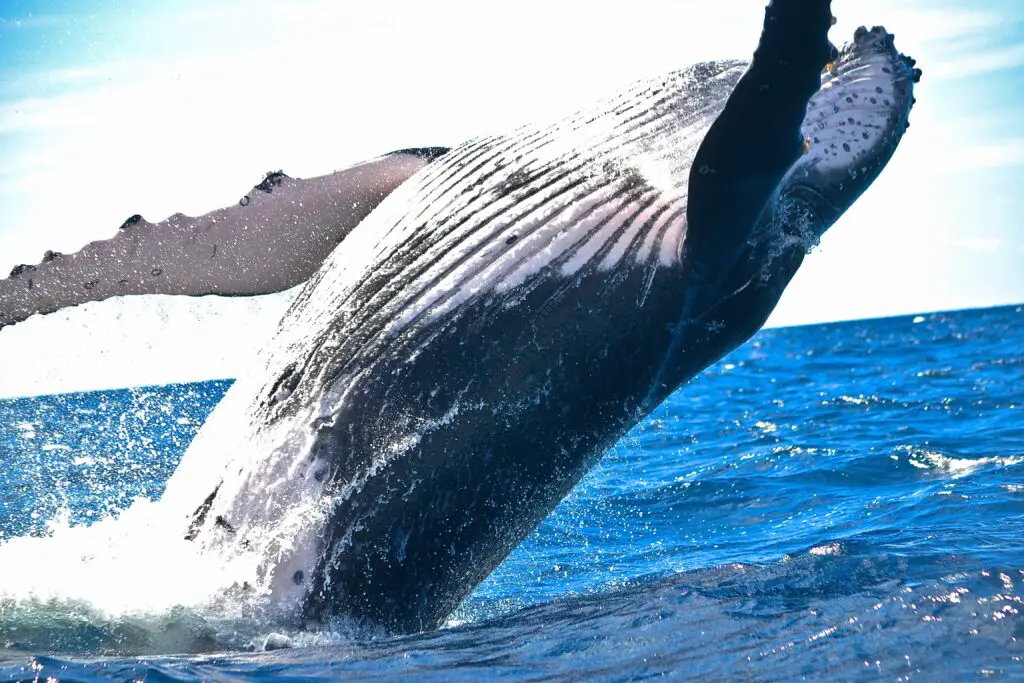 Whale watching in hawaii
Humpback whale