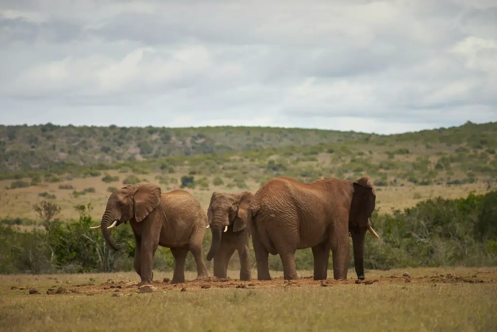 Addo Elephant National Park