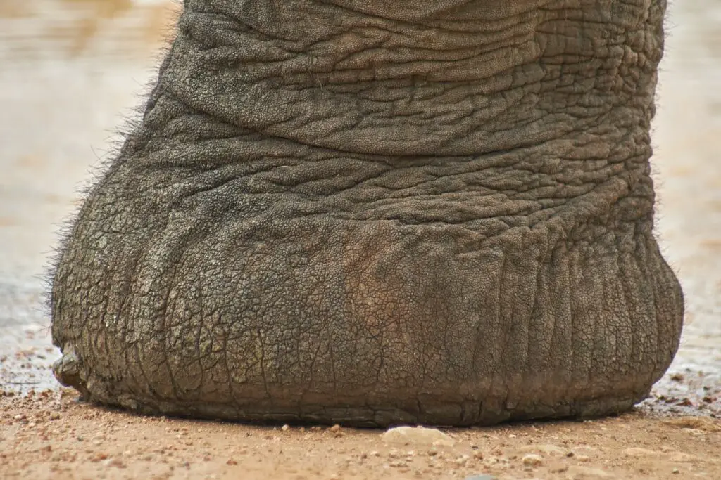 Addo Elephant National Park