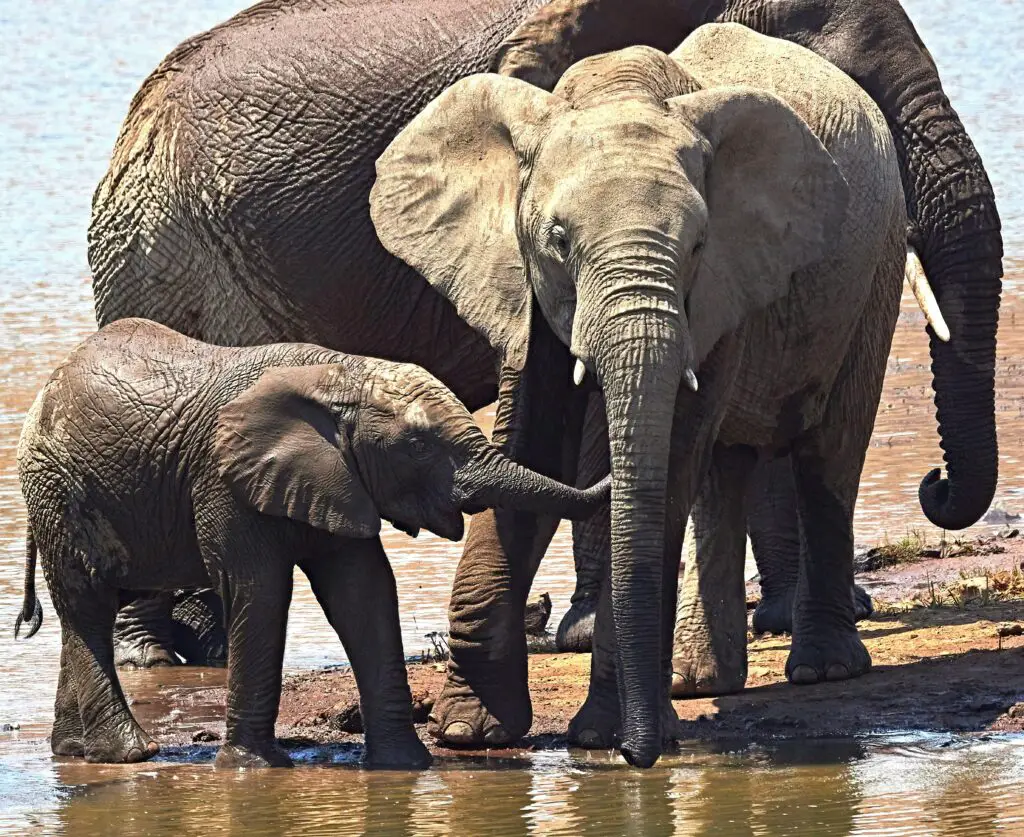 african elephants