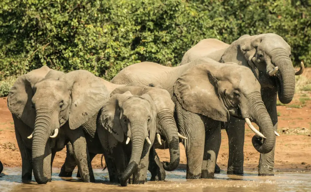 african elephants