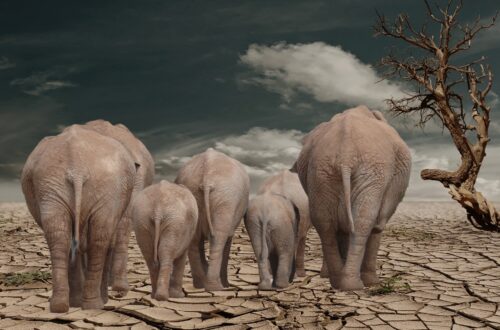 african elephants