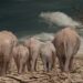 african elephants